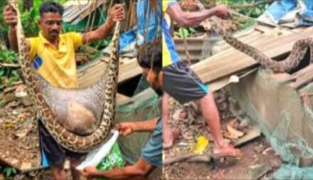 ಅಂಕೋಲಾ ಹಾರವಾಡ ಸಮೀಪ ಕೋಳಿಗೂಡಿನಲ್ಲಿ ನುಗ್ಗಿದ್ದ ಹೆಬ್ಬಾವಿನ ಸುರಕ್ಷಿತ ರಕ್ಷಣಾ ಕಾರ್ಯಾಚರಣೆ