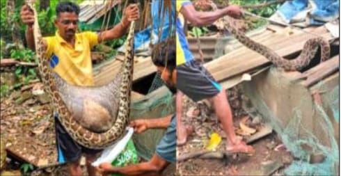 ಅಂಕೋಲಾ ಹಾರವಾಡ ಸಮೀಪ ಕೋಳಿಗೂಡಿನಲ್ಲಿ ನುಗ್ಗಿದ್ದ ಹೆಬ್ಬಾವಿನ ಸುರಕ್ಷಿತ ರಕ್ಷಣಾ ಕಾರ್ಯಾಚರಣೆ