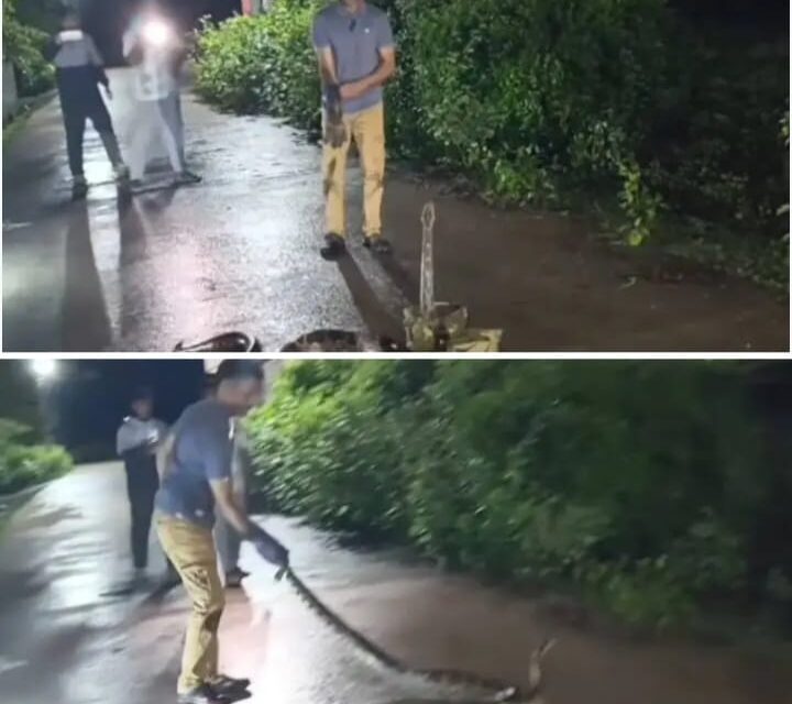 ದಾಂಡೇಲಿಯಲ್ಲಿ ಭಾರಿ ಗಾತ್ರದ ಹೆಬ್ಬಾವು ಸೆರೆ; ಸುರಕ್ಷಿತವಾಗಿ ಕಾಡಿಗೆ ಬಿಡುಗಡೆ