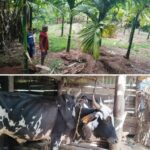 ಕರಂಜೋಯಿಡಾ ಗ್ರಾಮದಲ್ಲಿ ಹುಲಿ ದಾಳಿ ಆತಂಕ;15 ದಿನಗಳ ಅಂತರದಲ್ಲಿ ಎರಡು ಎತ್ತುಗಳ ಮೇಲೆ ದಾಳಿ