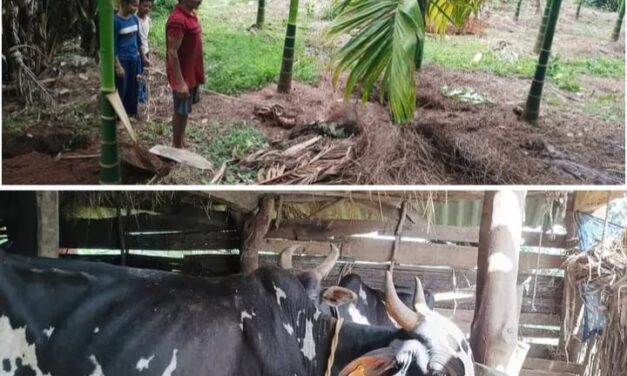 ಕರಂಜೋಯಿಡಾ ಗ್ರಾಮದಲ್ಲಿ ಹುಲಿ ದಾಳಿ ಆತಂಕ;15 ದಿನಗಳ ಅಂತರದಲ್ಲಿ ಎರಡು ಎತ್ತುಗಳ ಮೇಲೆ ದಾಳಿ