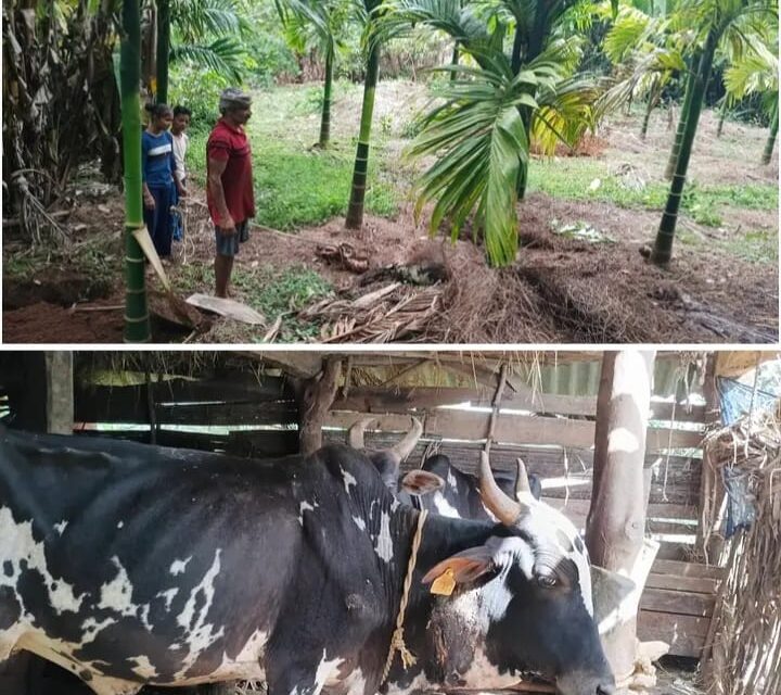 ಕರಂಜೋಯಿಡಾ ಗ್ರಾಮದಲ್ಲಿ ಹುಲಿ ದಾಳಿ ಆತಂಕ;15 ದಿನಗಳ ಅಂತರದಲ್ಲಿ ಎರಡು ಎತ್ತುಗಳ ಮೇಲೆ ದಾಳಿ