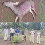 ಸಿದ್ದಾಪುರದ ತ್ಯಾಗಲಿ ಗ್ರಾಮದಲ್ಲಿ ಕಡವೆಯ ನಿಗೂಢ ಸಾವು: ತನಿಖೆ ಆರಂಭ