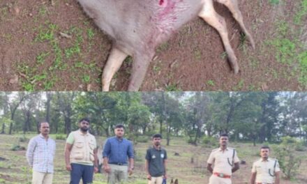 ಸಿದ್ದಾಪುರದ ತ್ಯಾಗಲಿ ಗ್ರಾಮದಲ್ಲಿ ಕಡವೆಯ ನಿಗೂಢ ಸಾವು: ತನಿಖೆ ಆರಂಭ