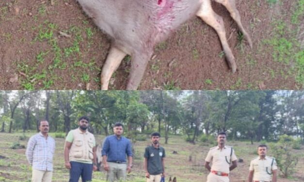 ಸಿದ್ದಾಪುರದ ತ್ಯಾಗಲಿ ಗ್ರಾಮದಲ್ಲಿ ಕಡವೆಯ ನಿಗೂಢ ಸಾವು: ತನಿಖೆ ಆರಂಭ