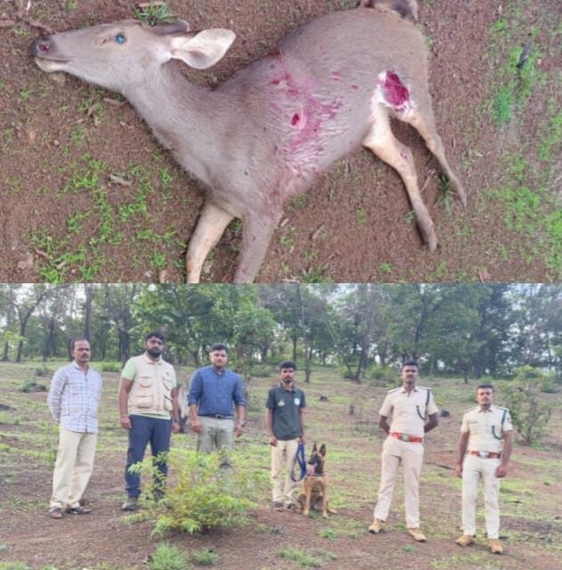 ಸಿದ್ದಾಪುರದ ತ್ಯಾಗಲಿ ಗ್ರಾಮದಲ್ಲಿ ಕಡವೆಯ ನಿಗೂಢ ಸಾವು: ತನಿಖೆ ಆರಂಭ