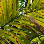 ಜೋಯಿಡಾ ದಲ್ಲಿ ಎಲೆ ಚಿಕ್ಕಿ ರೋಗ?