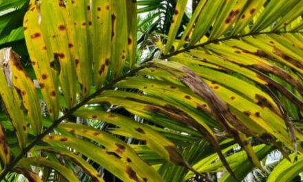 ಜೋಯಿಡಾ ದಲ್ಲಿ ಎಲೆ ಚಿಕ್ಕಿ ರೋಗ?