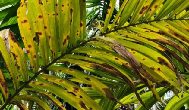 ಜೋಯಿಡಾ ದಲ್ಲಿ ಎಲೆ ಚಿಕ್ಕಿ ರೋಗ?