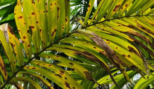 ಜೋಯಿಡಾ ದಲ್ಲಿ ಎಲೆ ಚಿಕ್ಕಿ ರೋಗ?