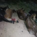 ಬೊಲೆರೋ ಹರಿದುಅಪಘಾತ, 7 ಕುರಿ ಸಾವು