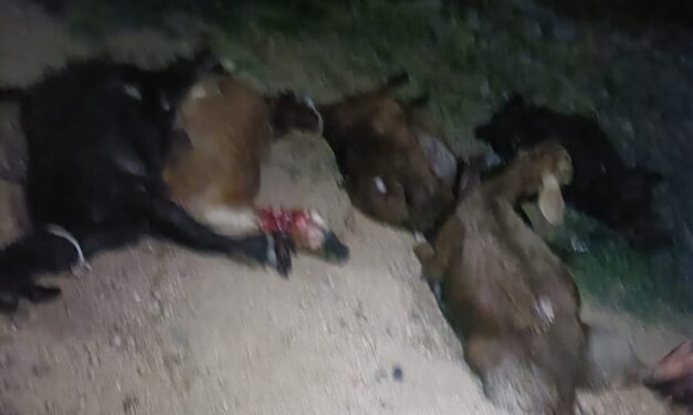 ಬೊಲೆರೋ ಹರಿದುಅಪಘಾತ, 7 ಕುರಿ ಸಾವು