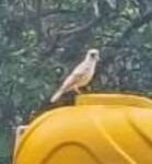 ಯಲ್ಲಾಪುರದ ಕೊಂಡೆಮನೆ ಶಾಲೆಯ ಆವರಣದಲ್ಲಿ ಅಪರೂಪದ ಬಿಳಿ ಕಾಗೆ ಪ್ರತ್ಯಕ್ಷ
