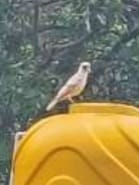 ಯಲ್ಲಾಪುರದ ಕೊಂಡೆಮನೆ ಶಾಲೆಯ ಆವರಣದಲ್ಲಿ ಅಪರೂಪದ ಬಿಳಿ ಕಾಗೆ ಪ್ರತ್ಯಕ್ಷ