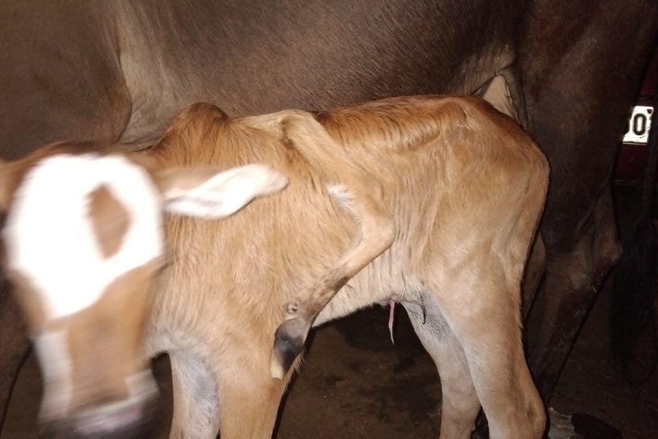 ಐದು ಕಾಲಿನ ಕರು ಜನನ, ಆಕಳು, ಕರು ಕ್ಷೇಮ
