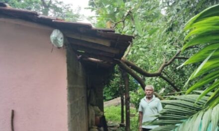 ಉಮ್ಮಚಗಿಯ ಬಾಳೆಗದ್ದೆಯಲ್ಲಿ ಮನೆಯ ಮೇಲೆ ಬಿದ್ದ ಮರದ ಟೊಂಗೆ; ತಪ್ಪಿದ ಅನಾಹುತ