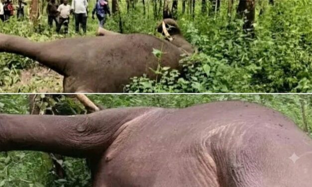 ಚಿಕ್ಕಮಗಳೂರಿನ ಆಲ್ದೂರು ಅರಣ್ಯ ವಲಯದ ವ್ಯಾಪ್ತಿಯಲ್ಲಿ ಗಂಡು ಕಾಡಾನೆ ಅನುಮಾನಾಸ್ಪದ ಸಾವು;ತನಿಖೆ