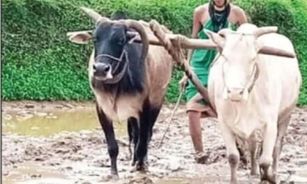 ಮನಸ್ಸಿದ್ದರೆ ಮಾರ್ಗ ಎಂಬಂತೆ ಉಳುಮೆಗೆ ಇಳಿದ ಹಾಲಕ್ಕಿ ಮಹಿಳೆ ಹಡಿನೂರಿನ 70 ರ ತುಳಸಿ ಗೌಡ