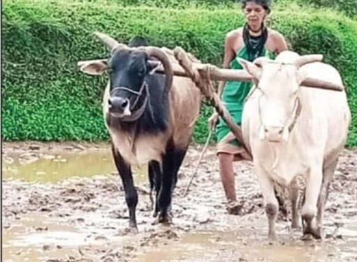 ಮನಸ್ಸಿದ್ದರೆ ಮಾರ್ಗ ಎಂಬಂತೆ ಉಳುಮೆಗೆ ಇಳಿದ ಹಾಲಕ್ಕಿ ಮಹಿಳೆ ಹಡಿನೂರಿನ 70 ರ ತುಳಸಿ ಗೌಡ
