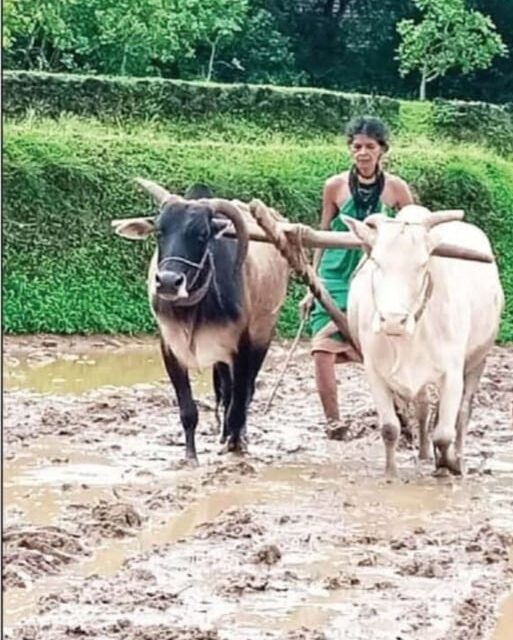 ಮನಸ್ಸಿದ್ದರೆ ಮಾರ್ಗ ಎಂಬಂತೆ ಉಳುಮೆಗೆ ಇಳಿದ ಹಾಲಕ್ಕಿ ಮಹಿಳೆ ಹಡಿನೂರಿನ 70 ರ ತುಳಸಿ ಗೌಡ