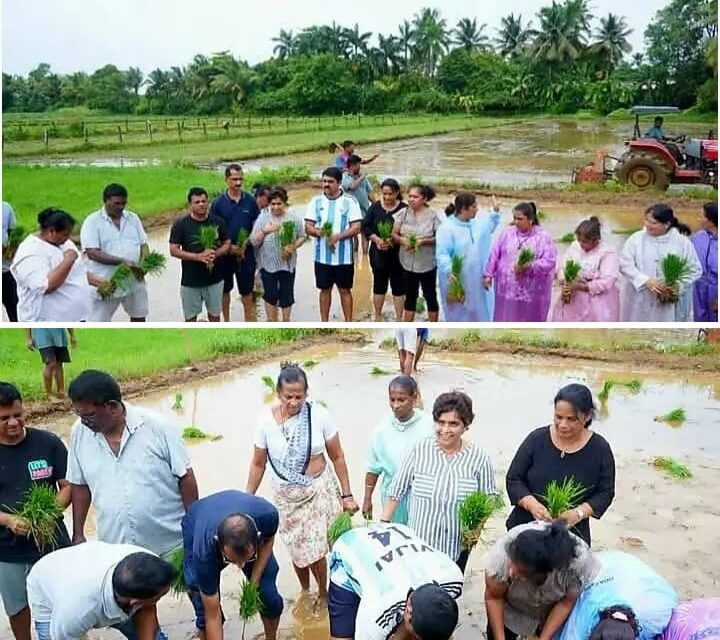 ಗೋವಾದಲ್ಲಿ ಭತ್ತದ ನಾಟಿ ಕಾರ್ಯದಲ್ಲಿ ಭಾಗಿಯಾದ ವಿಜಯ ಸರ್ದೇಸಾಯಿ; ಕೃಷಿಯಲ್ಲಿ AI ತಂತ್ರಜ್ಞಾನ ಬಳಕೆಗೆ ಒತ್ತು