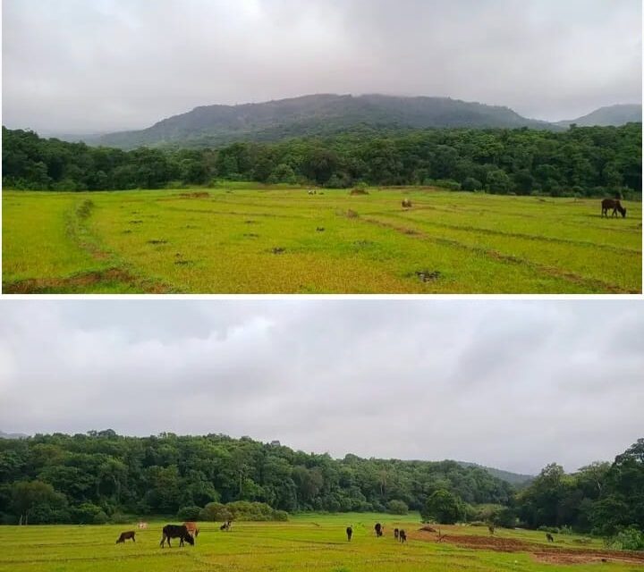 ಜೋಯಿಡಾ ತಾಲೂಕಿನಲ್ಲಿ ಭಾರೀ ಗಾಳಿ- ಮಳೆಯ ನಂತರ ವಾತಾವರಣದಲ್ಲಿ ಕೊಂಚ ನಿರಾಳತೆ