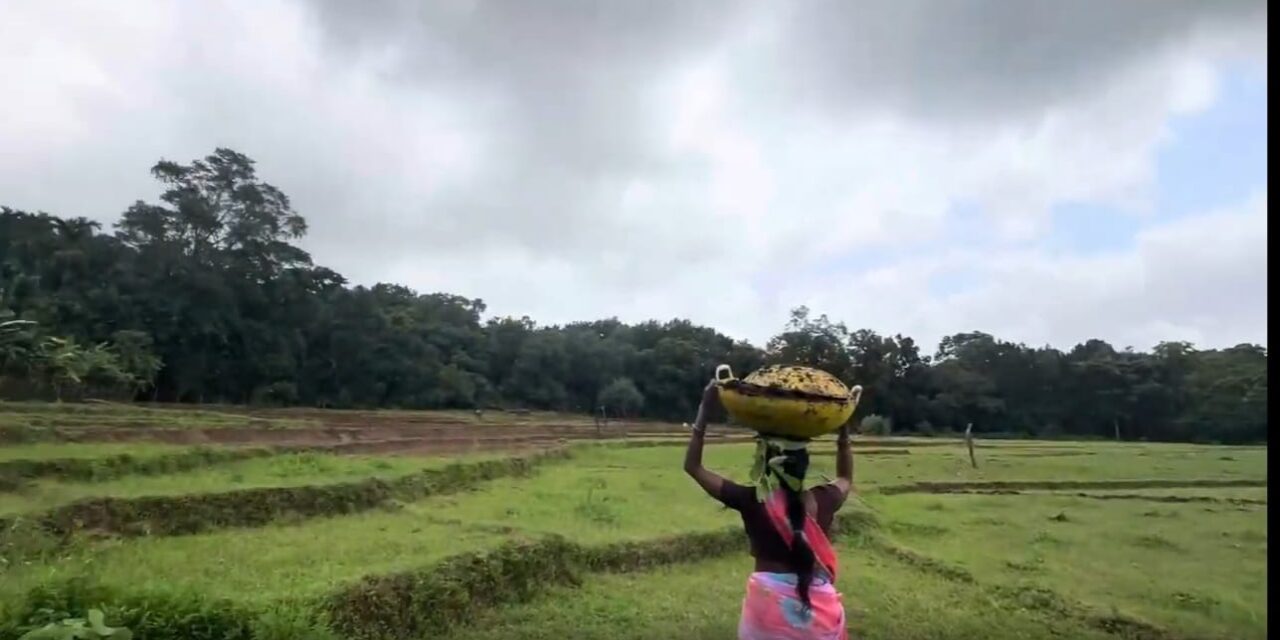 ಜೊಯಿಡಾ ಮಳೆ ಇಲ್ಲ ಕಾಳಿಕಾ ಮಾತೇ ಮುನಿಸಿಕೊಂಡಿರುವಳೇ?