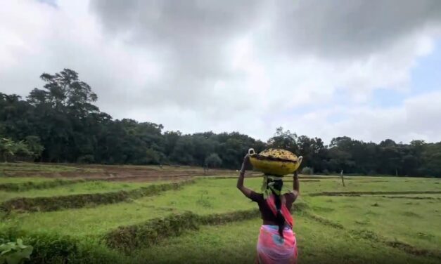 ಜೊಯಿಡಾ ಮಳೆ ಇಲ್ಲ ಕಾಳಿಕಾ ಮಾತೇ ಮುನಿಸಿಕೊಂಡಿರುವಳೇ?