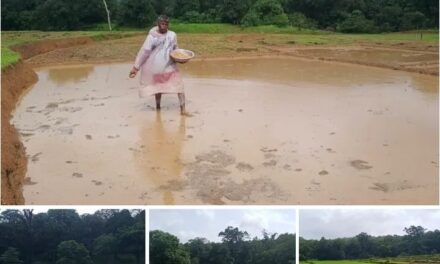 ಜೋಯಿಡಾ ಕರಂಜೋಯಿಡಾ ಗ್ರಾಮದ ಖಾನಗಾಂವನಲ್ಲಿ ಭತ್ತದ ಬೀಜ ಬಿತ್ತನೆಯಲ್ಲಿ ರೈತರು ಬ್ಯುಸಿ