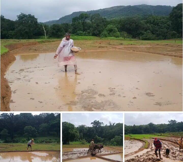 ಜೋಯಿಡಾ ಕರಂಜೋಯಿಡಾ ಗ್ರಾಮದ ಖಾನಗಾಂವನಲ್ಲಿ ಭತ್ತದ ಬೀಜ ಬಿತ್ತನೆಯಲ್ಲಿ ರೈತರು ಬ್ಯುಸಿ