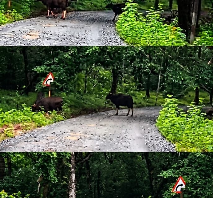 ಹನೋಲಿ-ಚಾಪೇರ ಕ್ರಾಸ್ ಮಧ್ಯೆ ರಸ್ತೆ ಬದಿಯಲ್ಲೇ ಮೇಯುತ್ತಿರುವ ಕಾಡುಕೋಣಗಳ ಹಿಂಡು