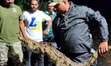 ದಾಂಡೇಲಿ ರಸ್ತೆಯಲ್ಲಿ ಪ್ರತ್ಯಕ್ಷವಾದ ಮೊಸಳೆ ಮರಿಯ ರಕ್ಷಣೆ