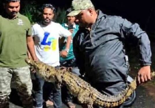 ದಾಂಡೇಲಿ ರಸ್ತೆಯಲ್ಲಿ ಪ್ರತ್ಯಕ್ಷವಾದ ಮೊಸಳೆ ಮರಿಯ ರಕ್ಷಣೆ