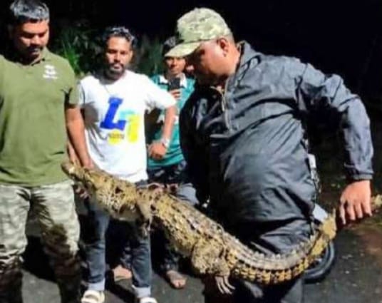 ದಾಂಡೇಲಿ ರಸ್ತೆಯಲ್ಲಿ ಪ್ರತ್ಯಕ್ಷವಾದ ಮೊಸಳೆ ಮರಿಯ ರಕ್ಷಣೆ