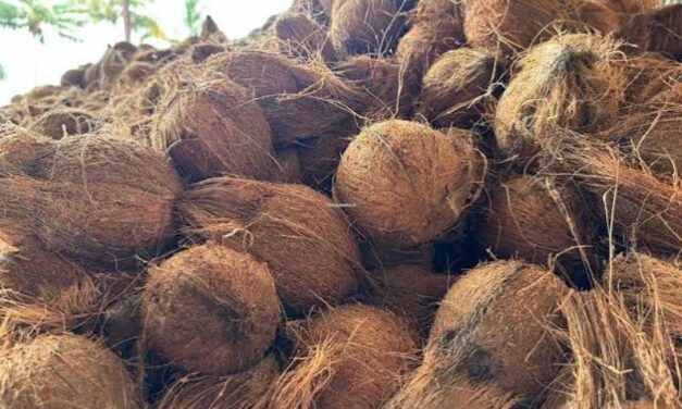 ಗೋವಾದಲ್ಲಿ  ತೆಂಗಿನಕಾಯಿ ದರ @ 70……!