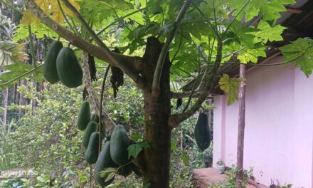 ಪ್ರಕೃತಿ ನಿಯಮವೇ ಹಾಗೆ ಪ್ರಕೃತಿ ಮನುಷ್ಯನು ಬದುಕಲು ಕಾರಣವಾಗಿದೆ