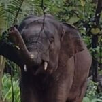 ಓಂಕಾರ ಆನೆಯ ಮೇಲೆ ಬೆಂಕಿ ಉಂಡೆ ಎಸೆದ ಅರಣ್ಯ ಇಲಾಖೆ ಸಿಬ್ಬಂಧಿ….?