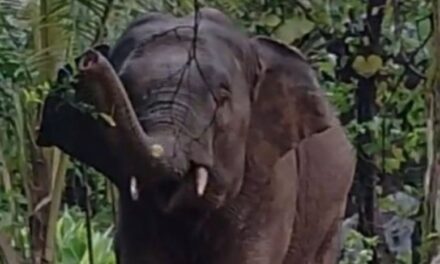 ಓಂಕಾರ ಆನೆಯ ಮೇಲೆ ಬೆಂಕಿ ಉಂಡೆ ಎಸೆದ ಅರಣ್ಯ ಇಲಾಖೆ ಸಿಬ್ಬಂಧಿ….?