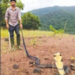 ಕುರ್ನಿಪೇಟೆಯ ಕಾಪೌಂಡ್ ಬಳಿ 10 ಅಡಿ ಉದ್ದದ ಕಾಳಿಂಗ ಸರ್ಪ ಸೆರೆ