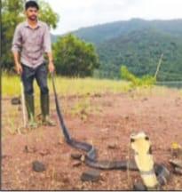 ಕುರ್ನಿಪೇಟೆಯ ಕಾಪೌಂಡ್ ಬಳಿ 10 ಅಡಿ ಉದ್ದದ ಕಾಳಿಂಗ ಸರ್ಪ ಸೆರೆ