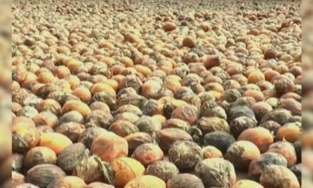 ಹಳವಳ್ಳಿಯಲ್ಲಿ 90 ಸಾವಿರ ರೂಪಾಯಿ ಮೌಲ್ಯದ ಅಡಿಕೆ ಕಳವು;ಪ್ರಕರಣ ದಾಖಲು