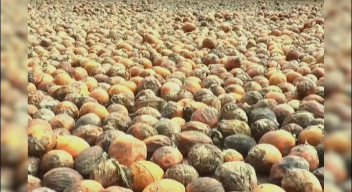 ಹಳವಳ್ಳಿಯಲ್ಲಿ 90 ಸಾವಿರ ರೂಪಾಯಿ ಮೌಲ್ಯದ ಅಡಿಕೆ ಕಳವು;ಪ್ರಕರಣ ದಾಖಲು