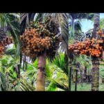 ಅಡಿಕೆ ತೋಟಕ್ಕೆ ಕನ್ನ ಹಾಕಿದ ಕಳ್ಳರು..!