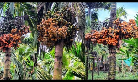 ಅಡಿಕೆ ತೋಟಕ್ಕೆ ಕನ್ನ ಹಾಕಿದ ಕಳ್ಳರು..!