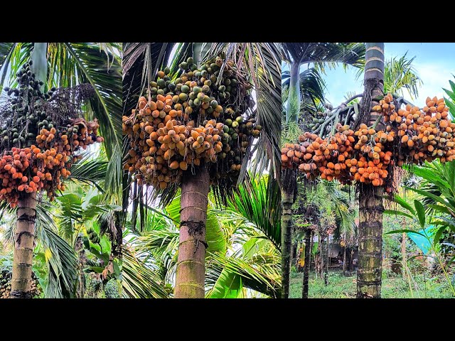 ಅಡಿಕೆ ತೋಟಕ್ಕೆ ಕನ್ನ ಹಾಕಿದ ಕಳ್ಳರು..!