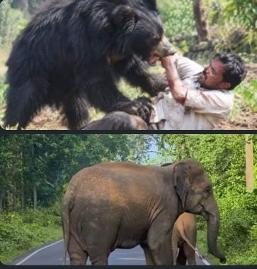 ಜೋಯಿಡಾ ದಲ್ಲಿ ಕಾಡು ಪ್ರಾಣಿಗಳು ಎಲ್ಲಿರಬೇಕು…??