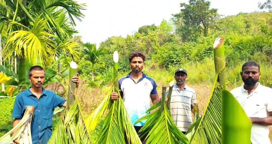 ವೈಯಕ್ತಿಕ ದ್ವೇಷಕ್ಕೆ ಅಡಿಕೆ ತೋಟ ಕಡಿದ ಕಿಡಿಗೇಡಿಗಳು