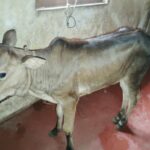ಜೋಯಿಡಾ ದಲ್ಲಿ ದನಕರು ಗಳಿಗೆ ಚರ್ಮ ಗಂಟು ರೋಗ