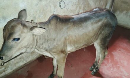 ಜೋಯಿಡಾ ದಲ್ಲಿ ದನಕರು ಗಳಿಗೆ ಚರ್ಮ ಗಂಟು ರೋಗ