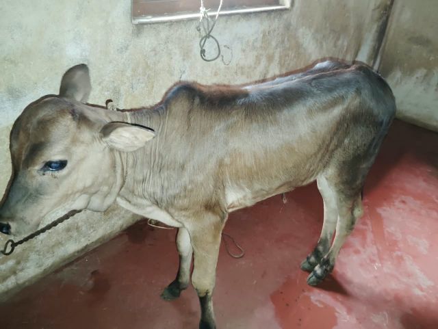 ಜೋಯಿಡಾ ದಲ್ಲಿ ದನಕರು ಗಳಿಗೆ ಚರ್ಮ ಗಂಟು ರೋಗ